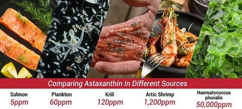 Haematococcus Pluvialis: Die beste Quelle für natürliches Astaxanthin